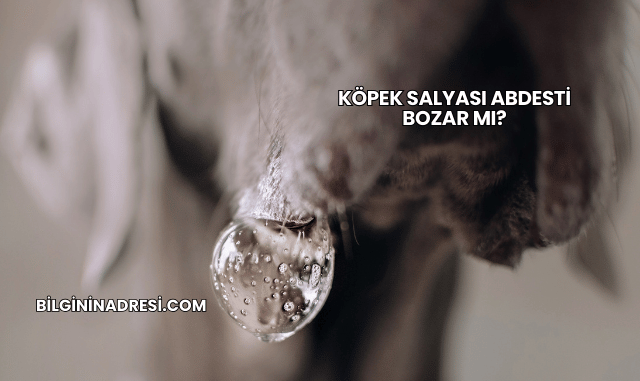 Köpek Salyası Abdesti Bozar mı?