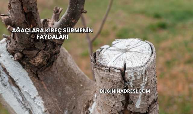 Ağaçlara Kireç Sürmenin Faydaları