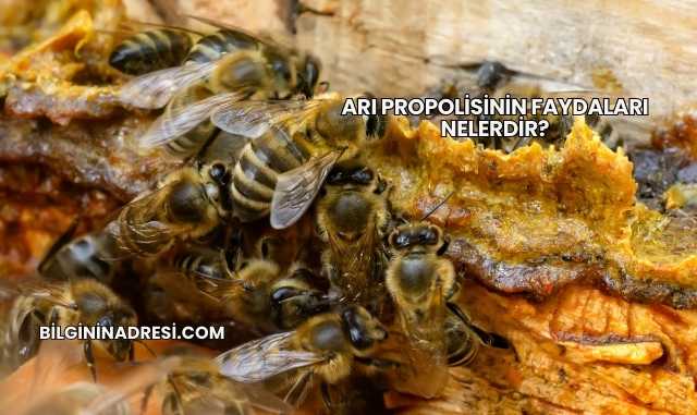 Arı Propolisinin Faydaları Nelerdir?