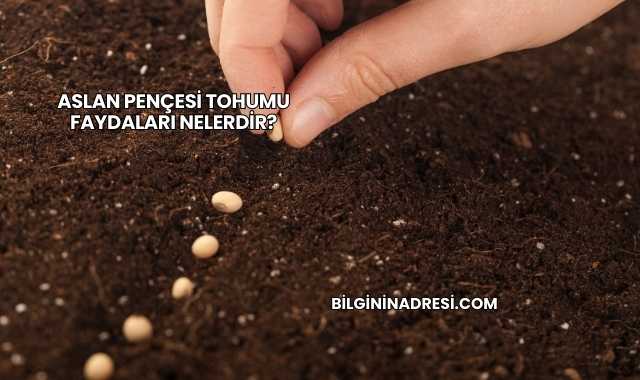 Aslan Pençesi Tohumu Faydaları Nelerdir?
