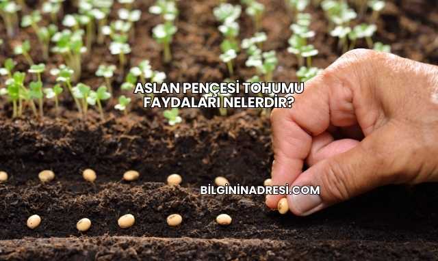 Aslan Pençesi Tohumu Faydaları Nelerdir?