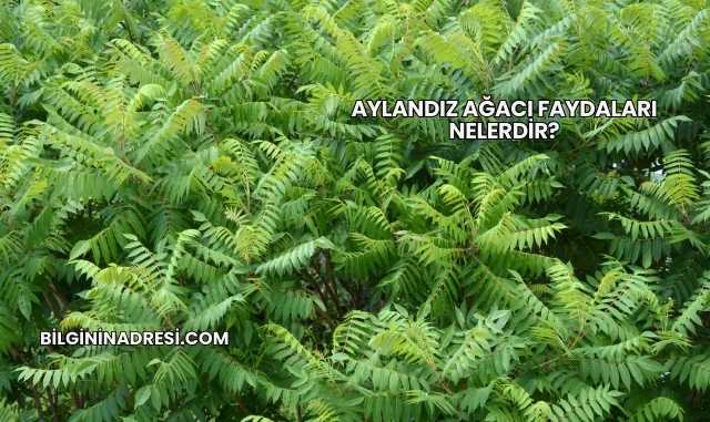 Aylandız Ağacı Faydaları Nelerdir?