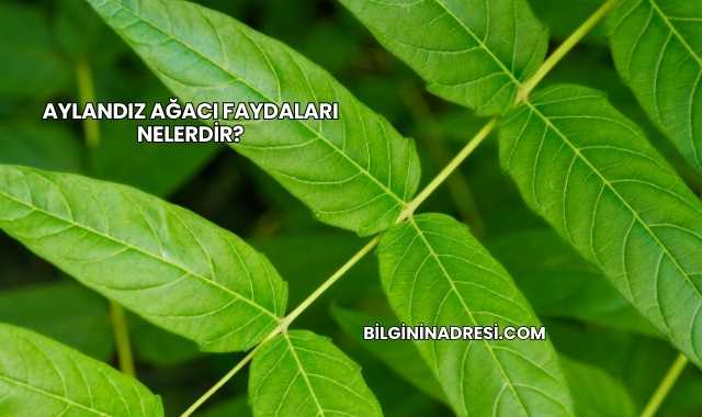 Aylandız Ağacı Faydaları Nelerdir?