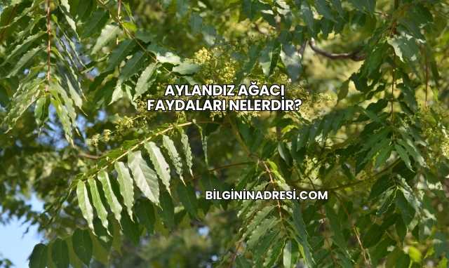 Aylandız Ağacı Faydaları Nelerdir?
