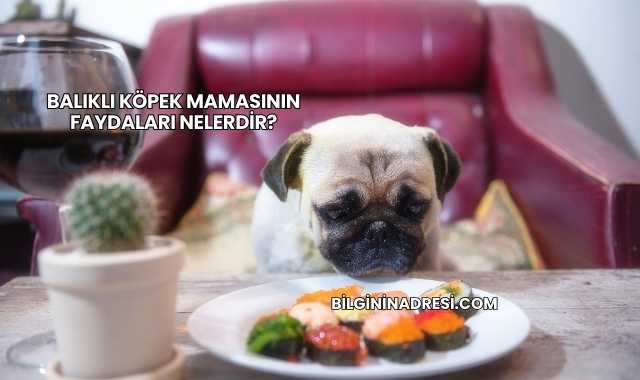Balıklı Köpek Mamasının Faydaları Nelerdir?