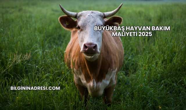 Büyükbaş Hayvan Bakım Maliyeti 2025