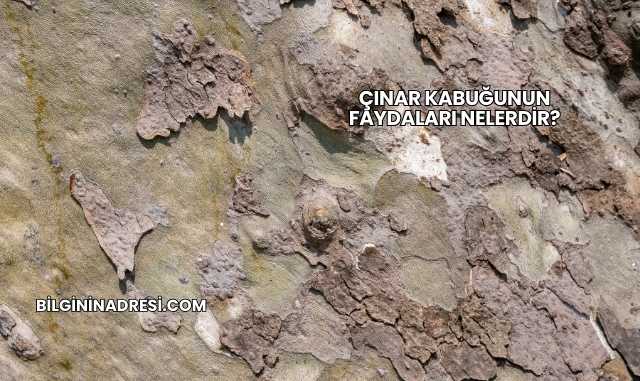 Çınar Kabuğunun Faydaları Nelerdir?