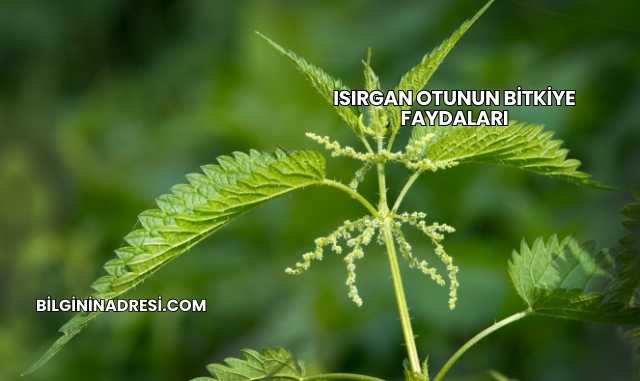 Isırgan Otunun Bitkiye Faydaları