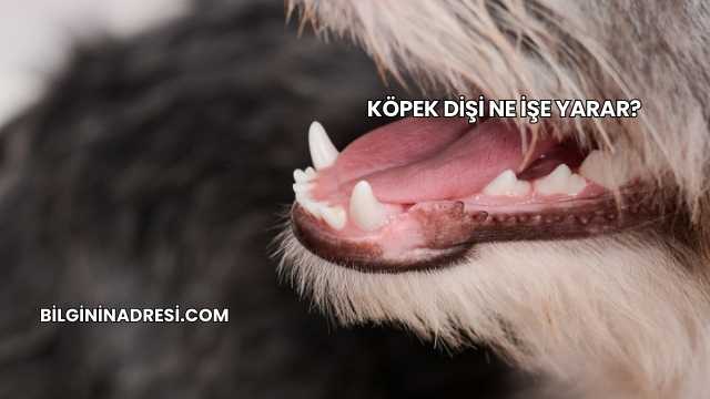 Köpek Dişi Ne İşe Yarar?