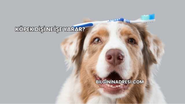 Köpek Dişi Ne İşe Yarar?