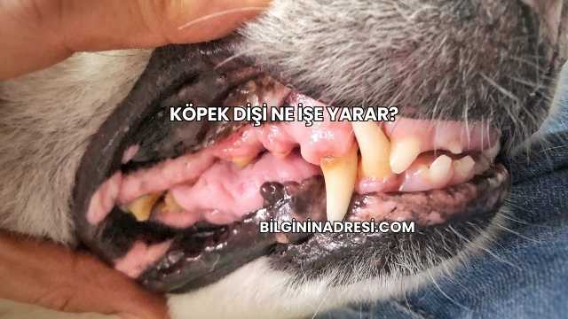 Köpek Dişi Ne İşe Yarar?