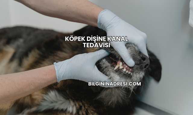 Köpek Dişine Kanal Tedavisi
