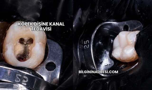 Köpek Dişine Kanal Tedavisi