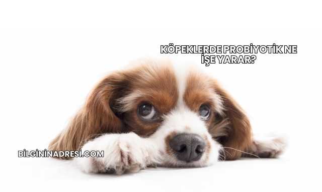 Köpeklerde Probiyotik Ne İşe Yarar?