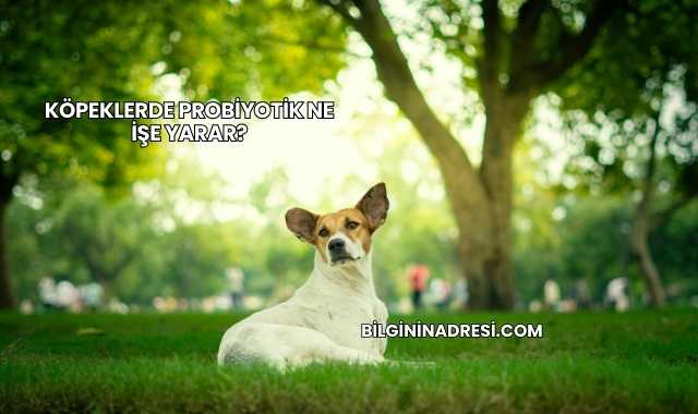 Köpeklerde Probiyotik Ne İşe Yarar?