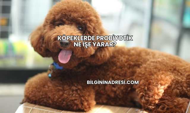 Köpeklerde Probiyotik Ne İşe Yarar?