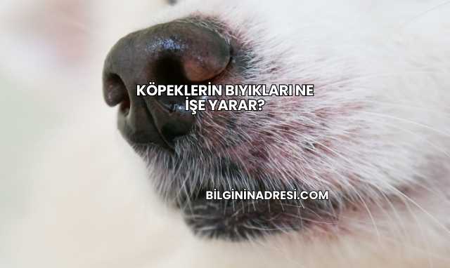 Köpeklerin Bıyıkları Ne İşe Yarar?