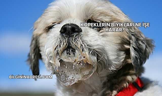Köpeklerin Bıyıkları Ne İşe Yarar?