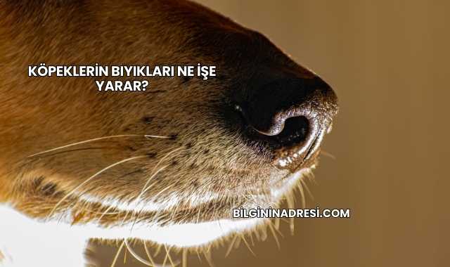 Köpeklerin Bıyıkları Ne İşe Yarar?