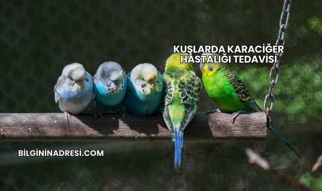 Kuşlarda Karaciğer Hastalığı Tedavisi