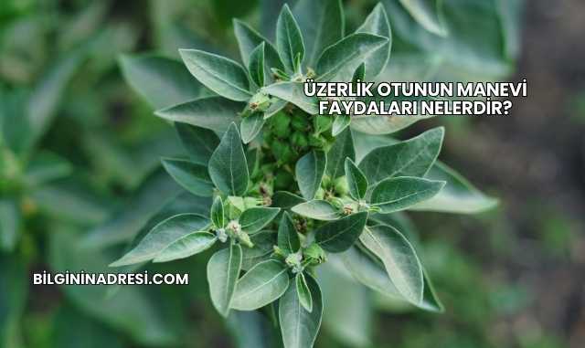 Üzerlik Otunun Manevi Faydaları Nelerdir?