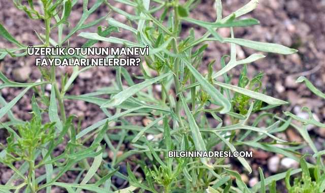Üzerlik Otunun Manevi Faydaları Nelerdir?