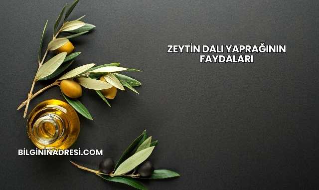 Zeytin Dalı Yaprağının Faydaları