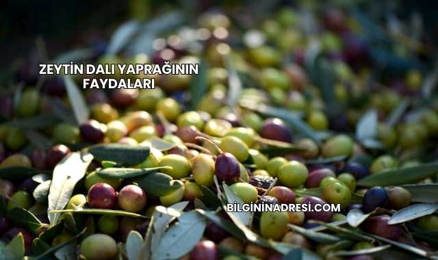 Zeytin Dalı Yaprağının Faydaları