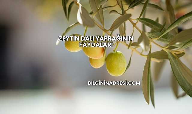 Zeytin Dalı Yaprağının Faydaları