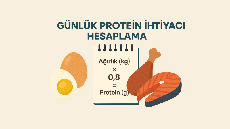 Günlük Protein İhtiyacı Hesaplama