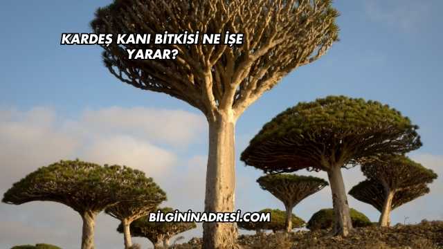 Kardeş Kanı Bitkisi Ne İşe Yarar?