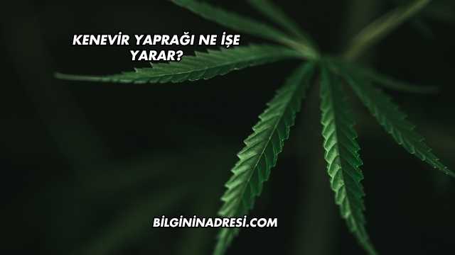 Kenevir Yaprağı Ne İşe Yarar?