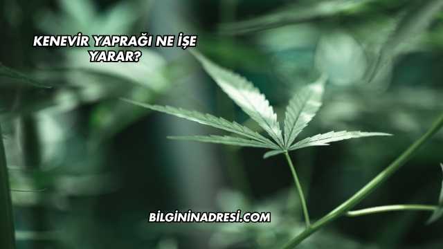 Kenevir Yaprağı Ne İşe Yarar?