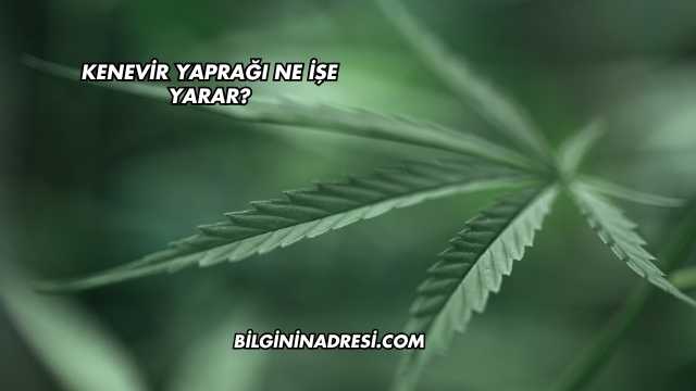 Kenevir Yaprağı Ne İşe Yarar?
