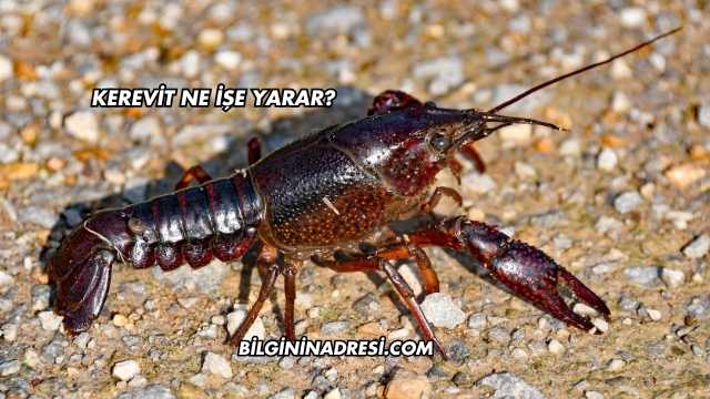 Kerevit Ne İşe Yarar?